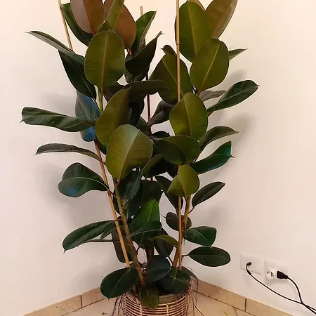 Rosy 세라발레스크리비아